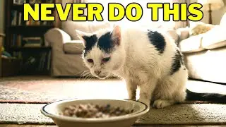 Foods That Put Your Cat's Life in Danger...