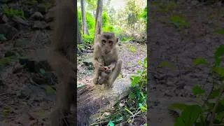 The Monkey in Siem Reap Angkor Wat🥰🐒