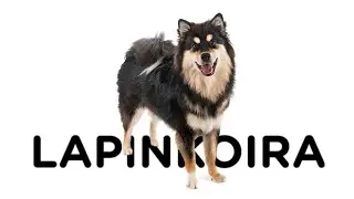 Finský laponský pes - Atlas plemen - Tlapka TV