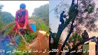 Amazing fastest skill big tree cutting chainsaw heavy biggest felling machines tree machine working