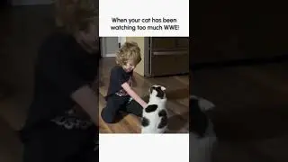 When Your Cat is Training for the WWE! 😹💥🤼&zwj;♀️