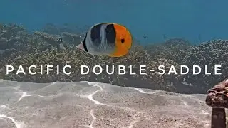 Pacific Double Saddle Butterflyfish  | Coral Gardeners live stream