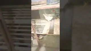 New Cage/ Duck House 🏡/ Like Bola to Karan ka 😄#shortvideo #foryou