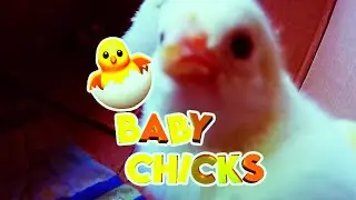 Baby Chicks (Edit)