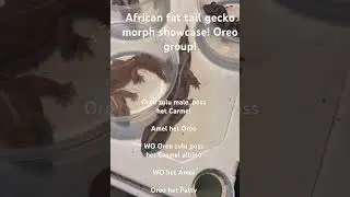 Oreo group goes crazy with the genetics! #reptiles #africanfattailgecko #lizard #gecko #genetics
