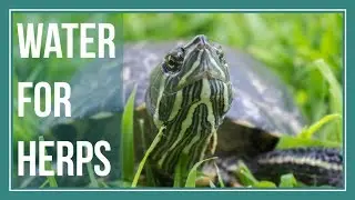 What Types of Water are Best for Reptiles & Amphibians?