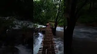 WAYANAD Chelode Estate ❤#short #shorts #wayanad #explore