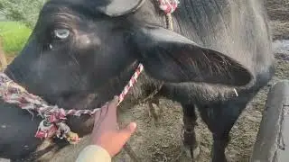 Basy kotra ka ra hay