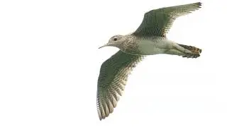 Upland Sandpiper-12 July 2025
