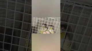 Small Conure ❤️ |Breeding Tips|Care|Tamil