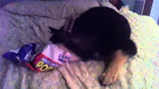 My dog loves POPCORN!3