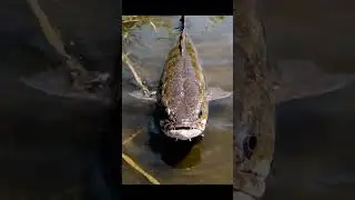 🤯 Bream CAN'T Bite This?! 🎣Unbreakable Fishing Rig REVEALED! 🔥 #fishing #bream #rig