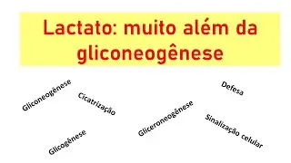 Lactato: muito além da gliconeogênese