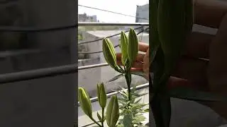 Oriental lily #orientallily #theplantpassion #trending #shorts #short #lilyplant #nature #garden