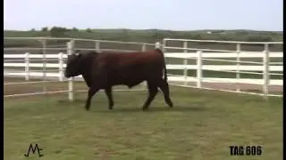 McMurphy Farms Spring 2012 Bulls - Tag 606