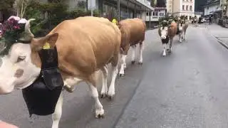 Herbst Viehschau Grindelwald II 2020