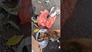 Bertemu Mpus-mpus Liar yg lg Kelaparan😇😇😇😭😭😭