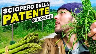 Impiantare un' ASPARAGIAIA nella FOOD FOREST: moltiplicazione e trapianto degli ASPARAGI