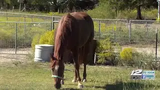 Grayson Co Sheriff&rsquo;s Office says horse fraud, theft investigation spans several states