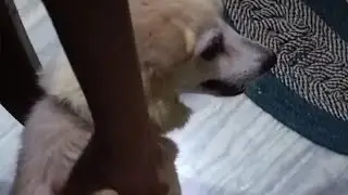 My Tiku baby wants pampering | golden retriever play game with Hen | funny cats