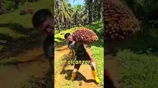 You won&rsquo;t believe what comes from theses oil palm fruits#funscience #amazingnature #didyouknow