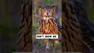 Please don't show me.......|whatsappstatus #attitude #lion #motivation