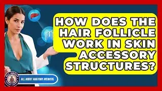 How Does The Hair Follicle Work In Skin Accessory Structures? - All About Anatomy Answers
