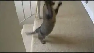 Bonigy's Crazy Moments