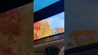 Coffee and Fall Leaves ☕️🍁
