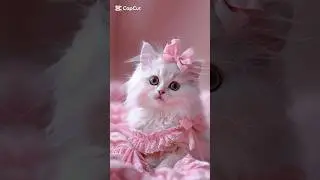 Cute cat video 😍😻 #cute #pappy #cat #shorts