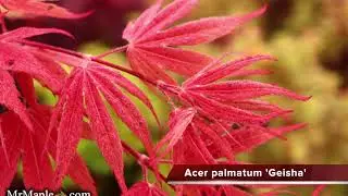 Acer palmatum 'Geisha' Pink Japanese Maple