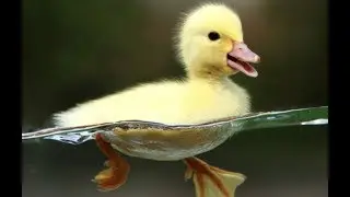 Complete Guide to Homestead Ducks