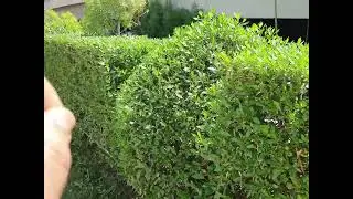 افضل الاشجار والنباتات التي ننصح بزراعتها امام المنزل ⚘️جنتي حديقتي⚘️