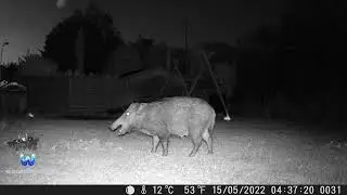 Wildschweine im Garten | Coolife H953 | Folge 23 #wildboar