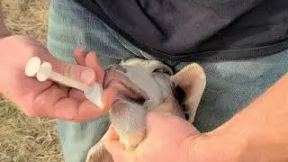 how I give my goats copper bolus and selenium and why
