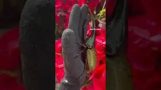 Beautiful life. Species: Dynastes hercules hercules