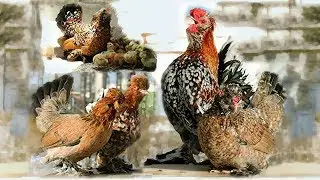 #Алтайская_Бентамка Altai Bantam Chickens Курочка с цыплятами