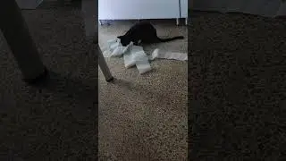 El gato de Scotex parte 2. Aniquilaci&oacute;n del papel higi&eacute;nico!