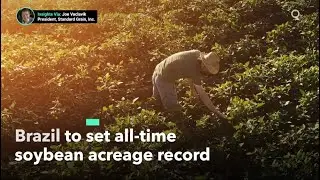 Brazil Set to Break Soybean Acreage Record