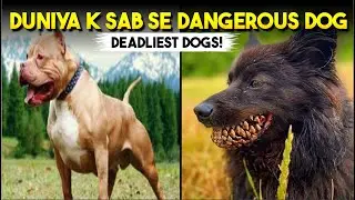 7 Most Dangerous Dogs | Musa World