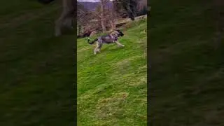 Correr mi pasi&oacute;n #dogs #pets #mastin #perrosfelices pe