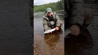 Caught - Release ,Kola, 2021.