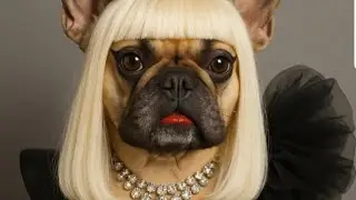 This week we Honor Lady Gaga with Cranberry peanut butter dog treats.