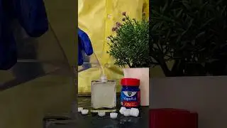 Vicks Vaporub contains menthol,camphor,eucalyptus oil#viralvideo#trending#viral#summer#reels#perfume