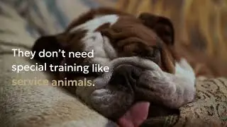 Emotional Support Animals Explained | RealesaLetter Review
