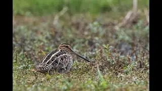 Solitary Sandpiper and Wilson's Snipe