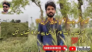 Tips for dealing with lodged wheat crop |  zafar iqbal #vlogging #videos