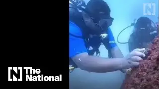 Volunteer divers replant coral reefs in Fujairah's waters to protect sea life