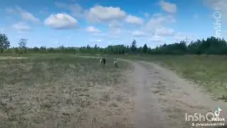 нагрузка #хаски
