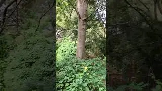 Deep Lush Hidden Forest @ Hackney Marshes London